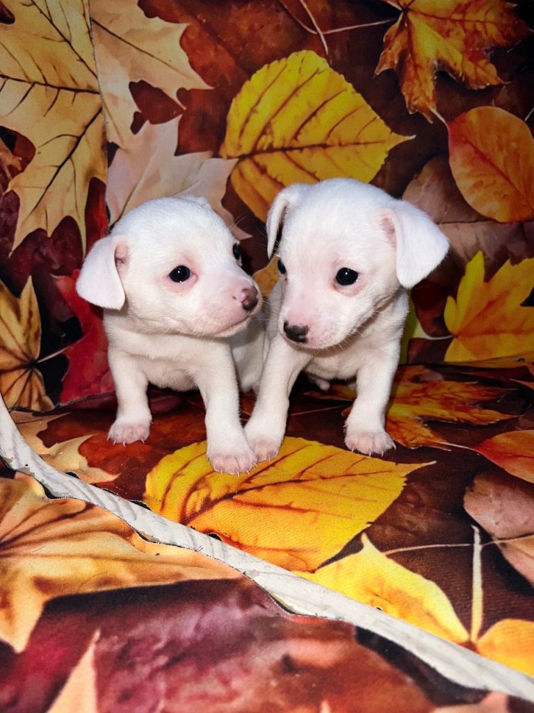 Chihuahua x Jack Russell