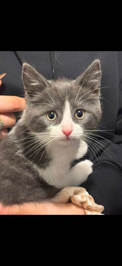 image for 12 week old kitten