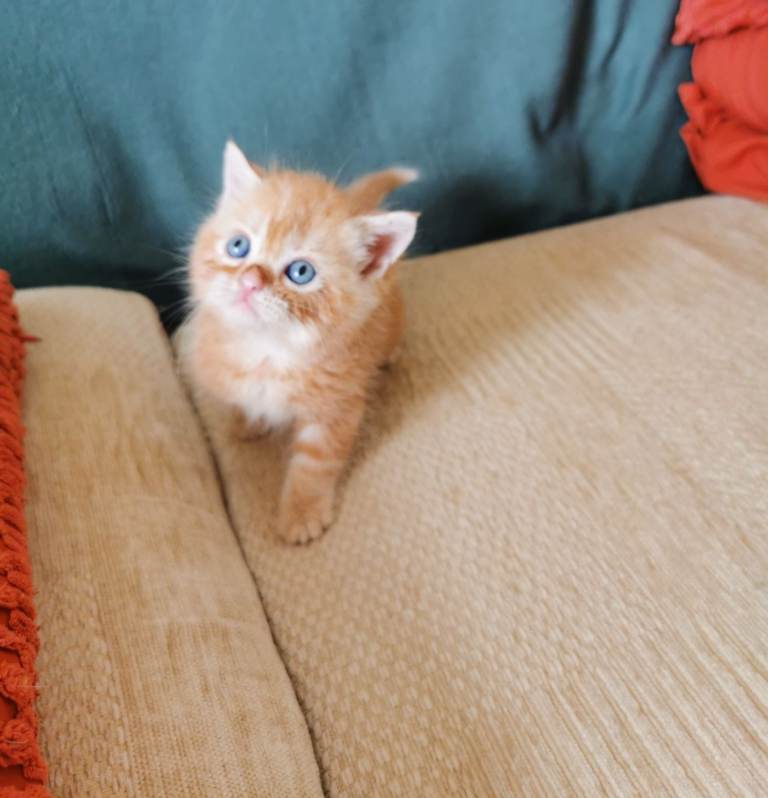 Pedigree exotic X Domestic short haired kittens 