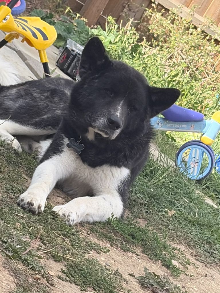 Japanese Akita 