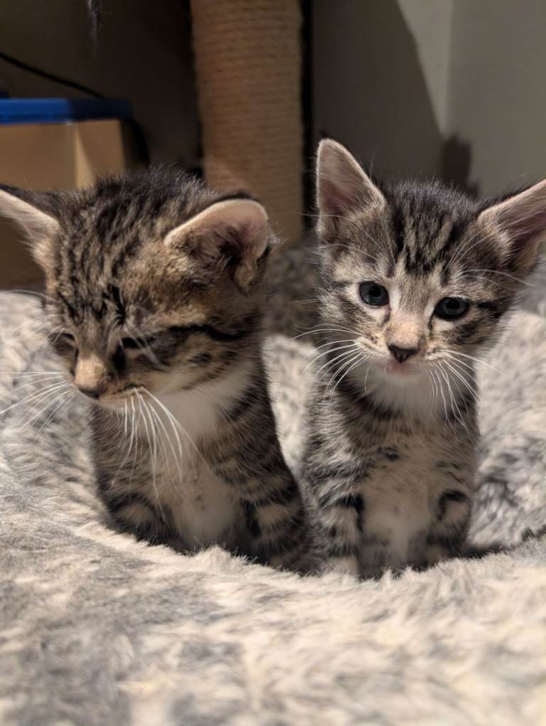 3 stunning Siamese X maincoone kittens