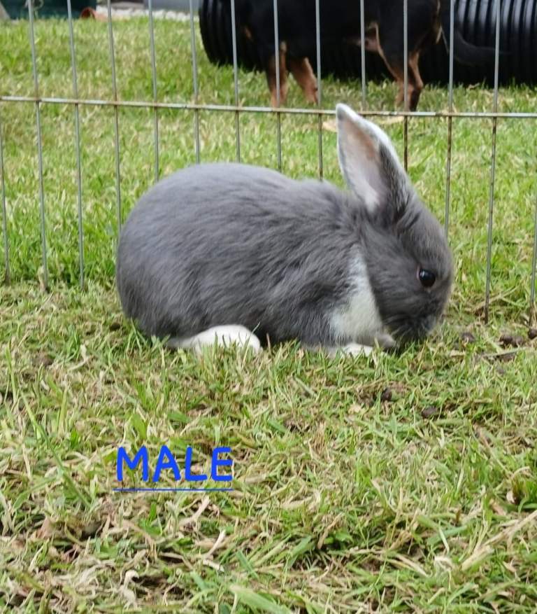 Mini lop cross babies 