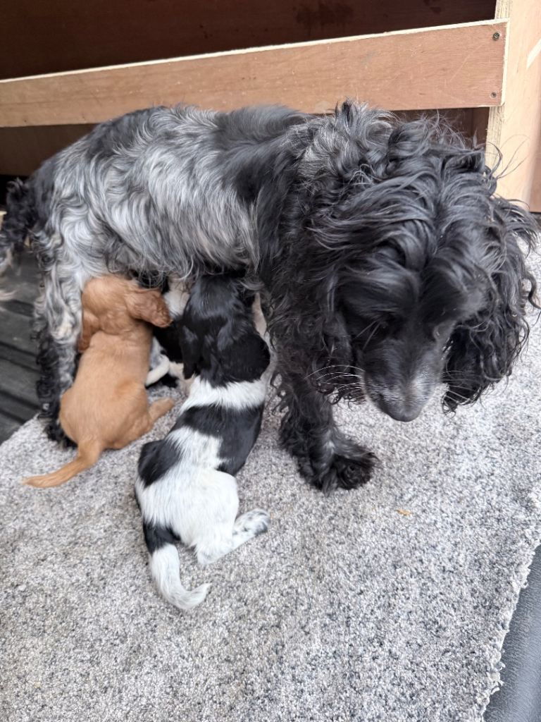 Cocker spaniel puppies