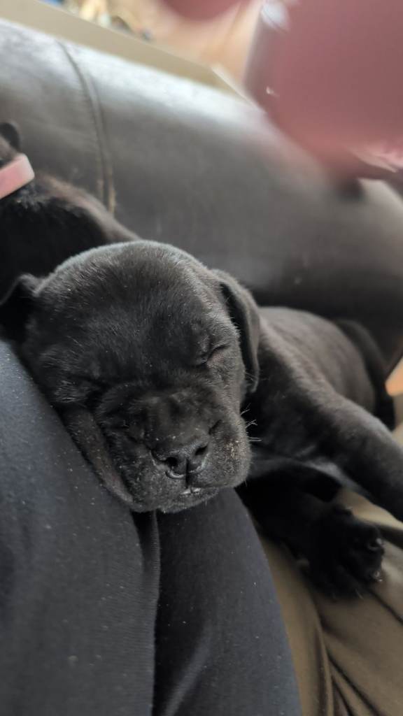 Cane corso puppies 