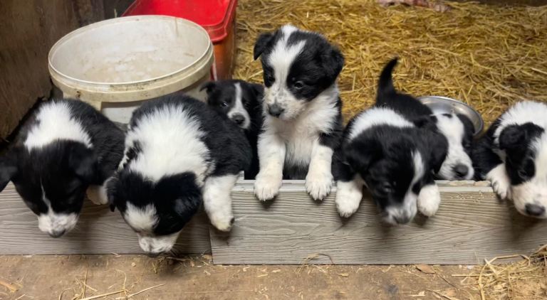 Pure Collie Puppies for Sale