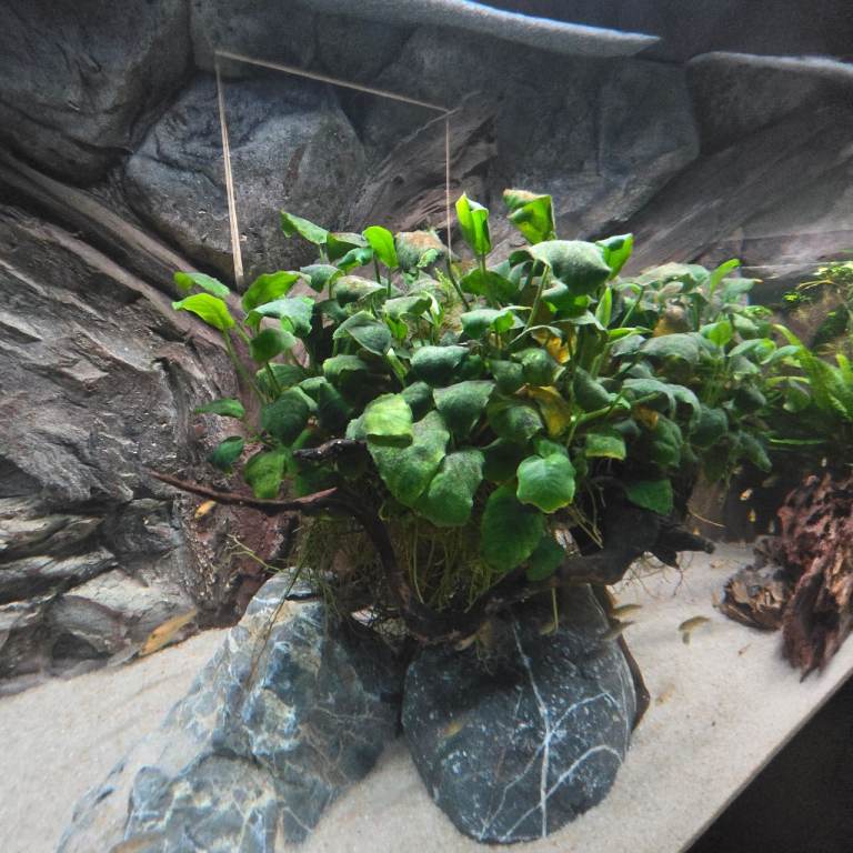 Natural aquarium root with natural plants 