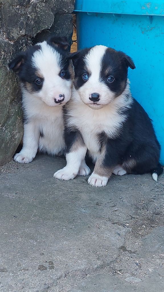 Border Collie Pups