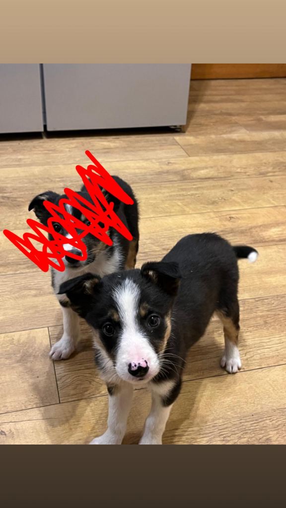 Border Collie Pups