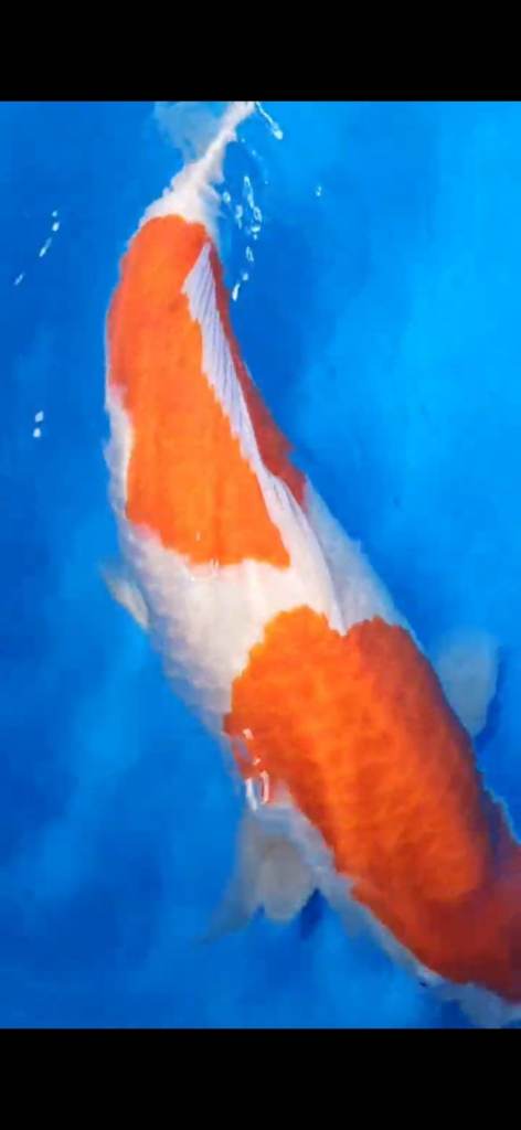 Big koi for sale