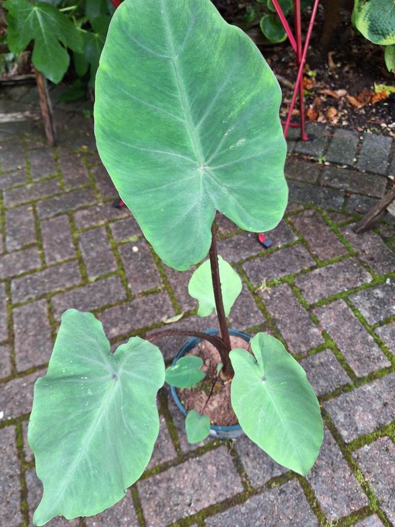 Large Specimen Plant Colocassia Tropical Exotic Jungle style Plant, Metallica 