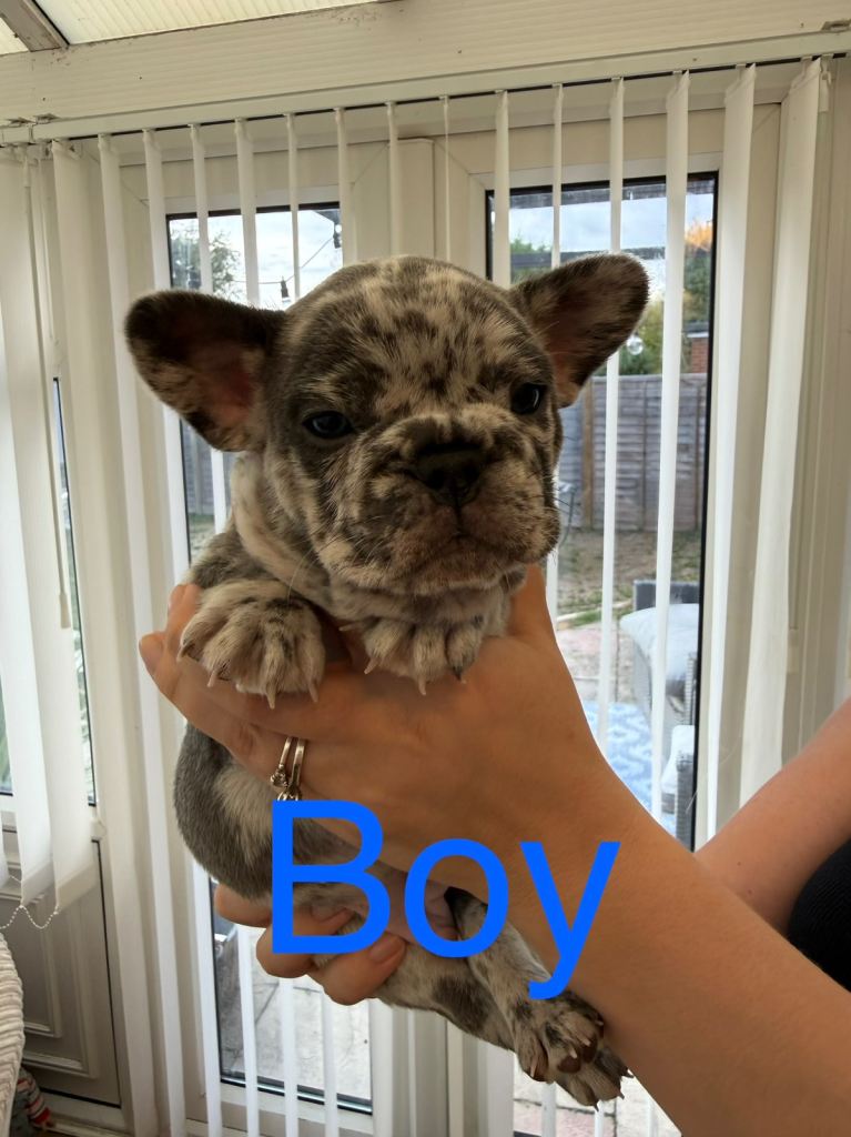 Beautiful French bulldog puppies 