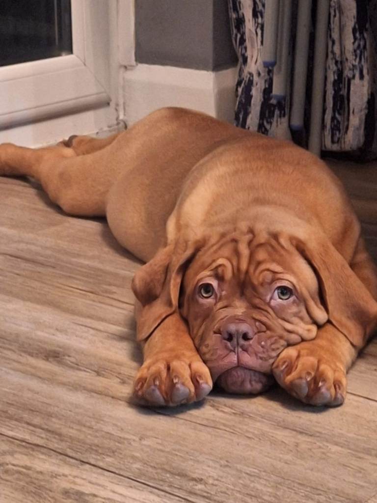 Stunning dogue de bordeaux - kc registered