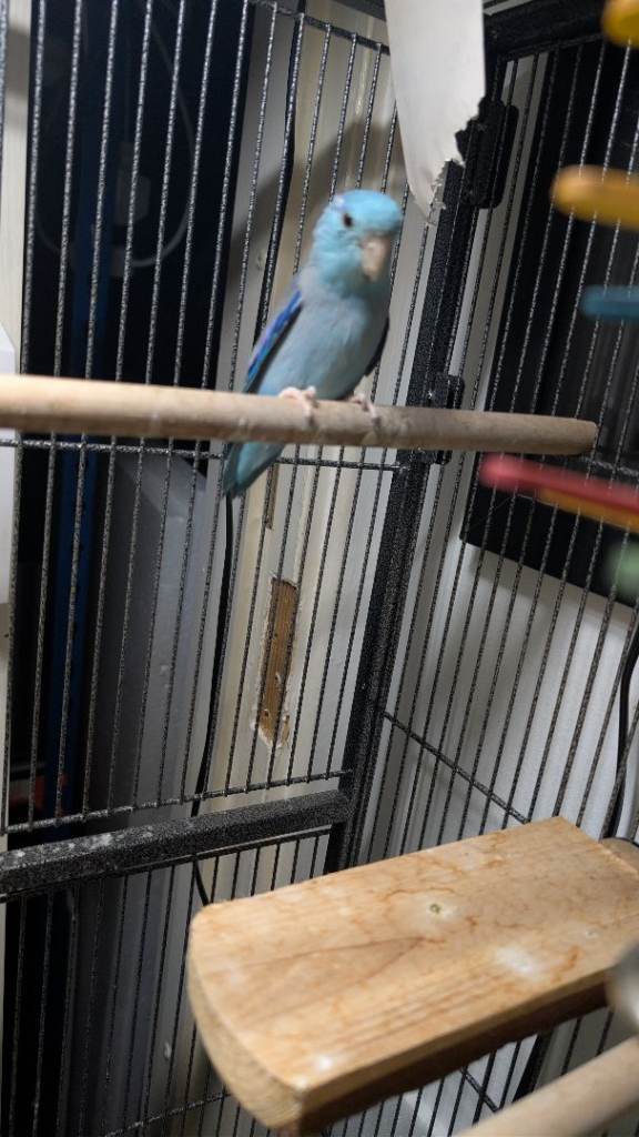 Blue Parrotlet, Cage + UV Bar