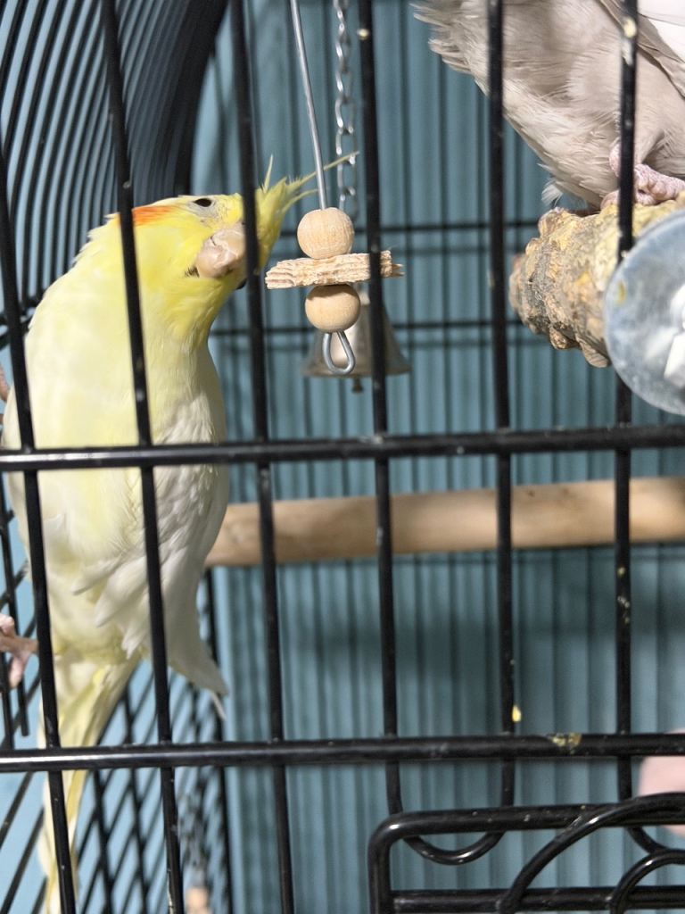 Cockatiels COME WITH EVERYTHING 