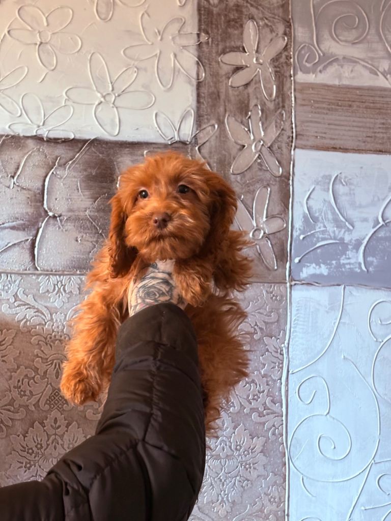 Beautiful cockapoo puppies for sale 