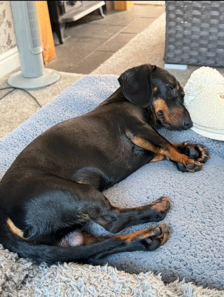 Miniature Dachshund - Male - Black & tan 