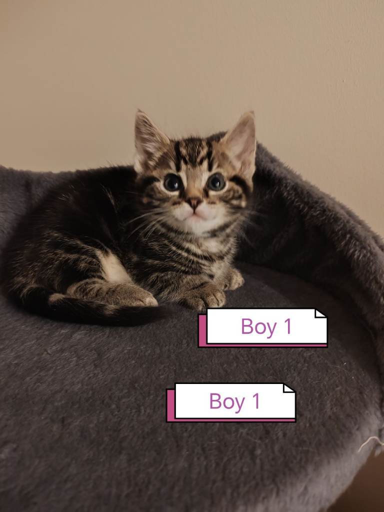 ❤️ Bengal Tortoiseshell blue eyes mix litter of 3 Girls and 1 Boy  ❤️