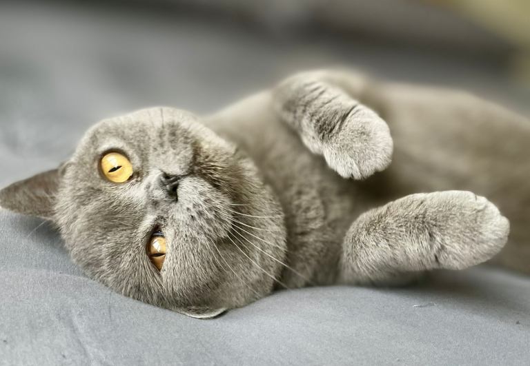 Beautiful 6 Year Old British Shorthaired Female