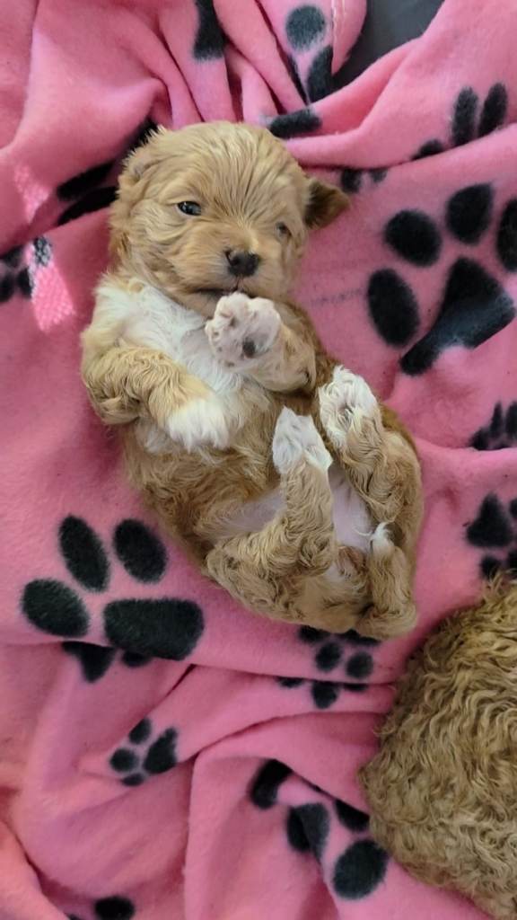 Tiny Maltipoo puppies 