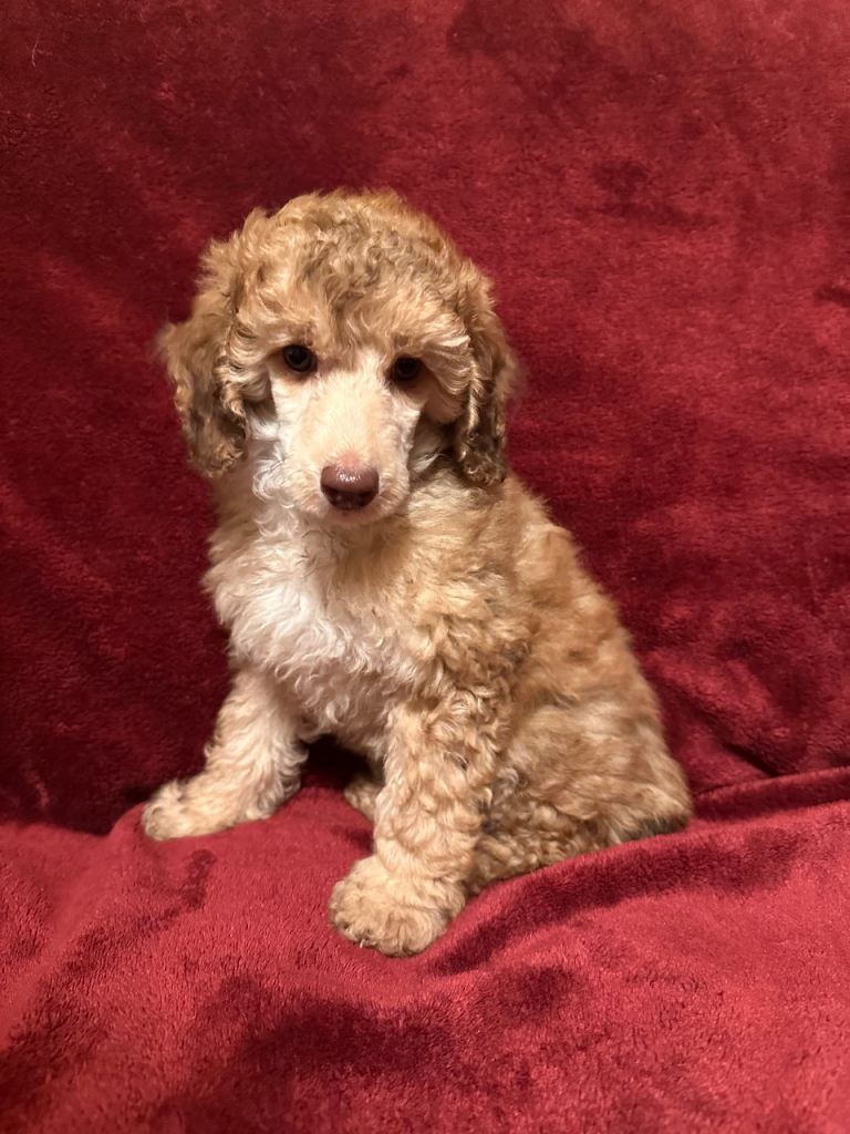 Ready Now! Extensively Health Tested KC toy poodle puppies 