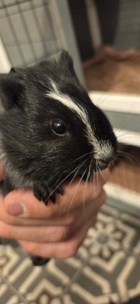 Baby Guinea pigs for sale