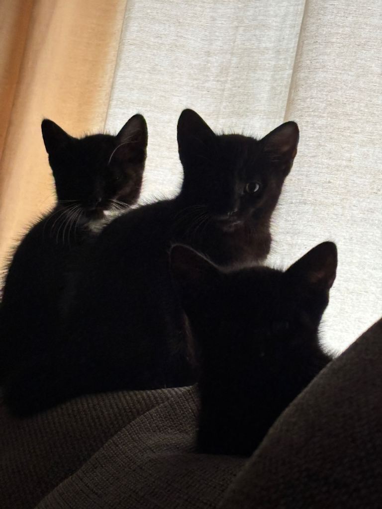 Female kittens 
