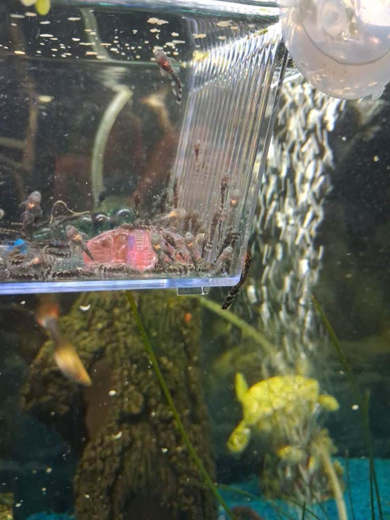 Baby Bristlenose Plecos