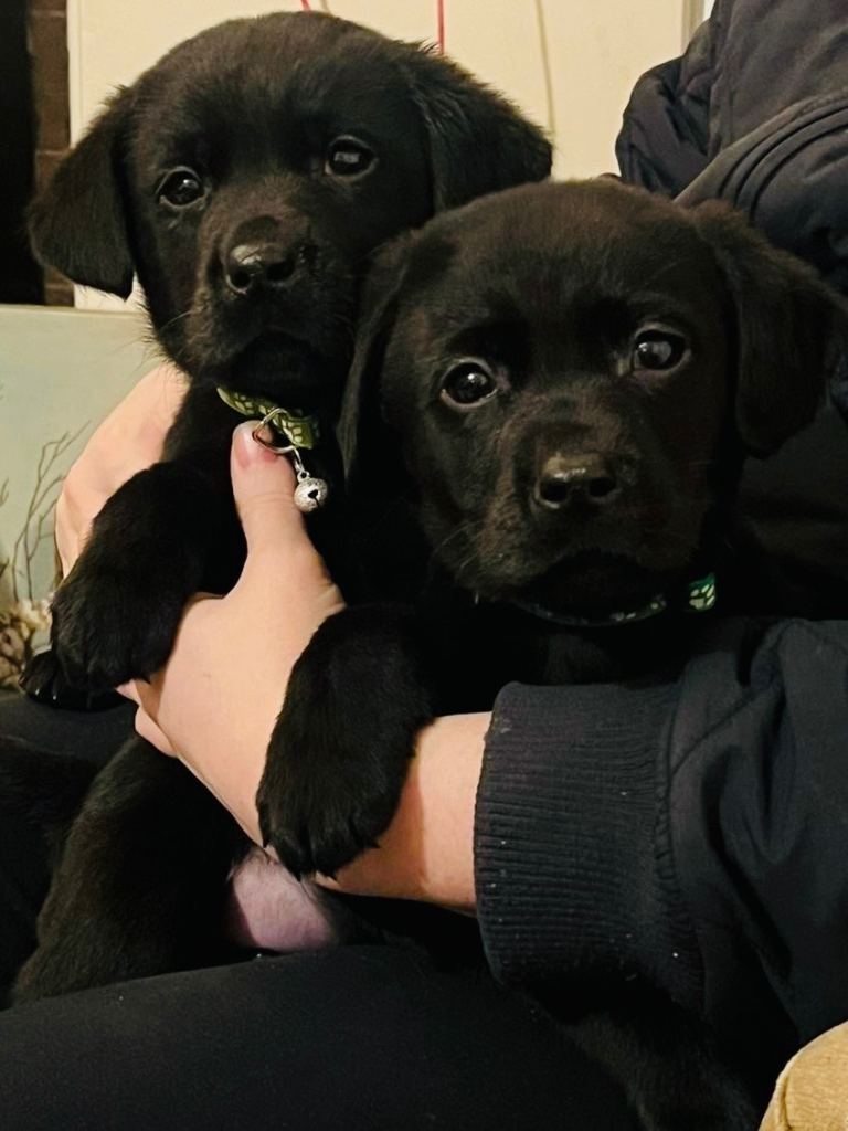 Black Labrador Pedigree Puppies (LAST TWO REMAINING)