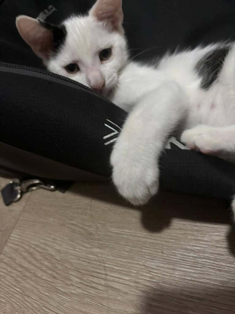 British shorthair x Maincoon 