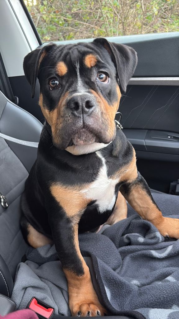 Last Pup 20 Weeks Old (Male)