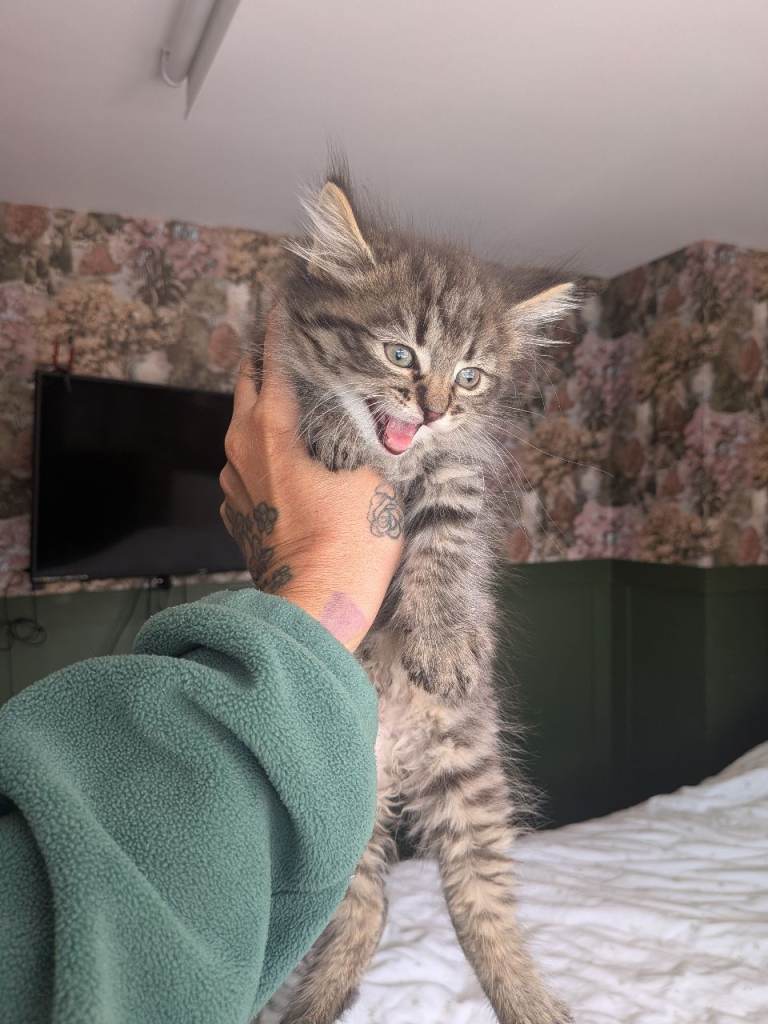 Beautiful fluffy female tabby kitten 