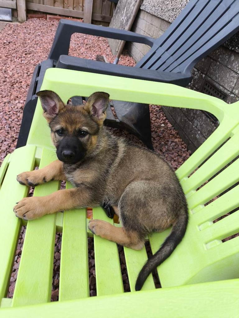 German shepherd female puppy