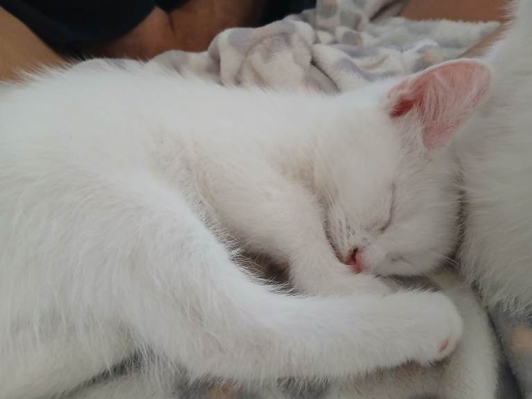 White kittens for sale 