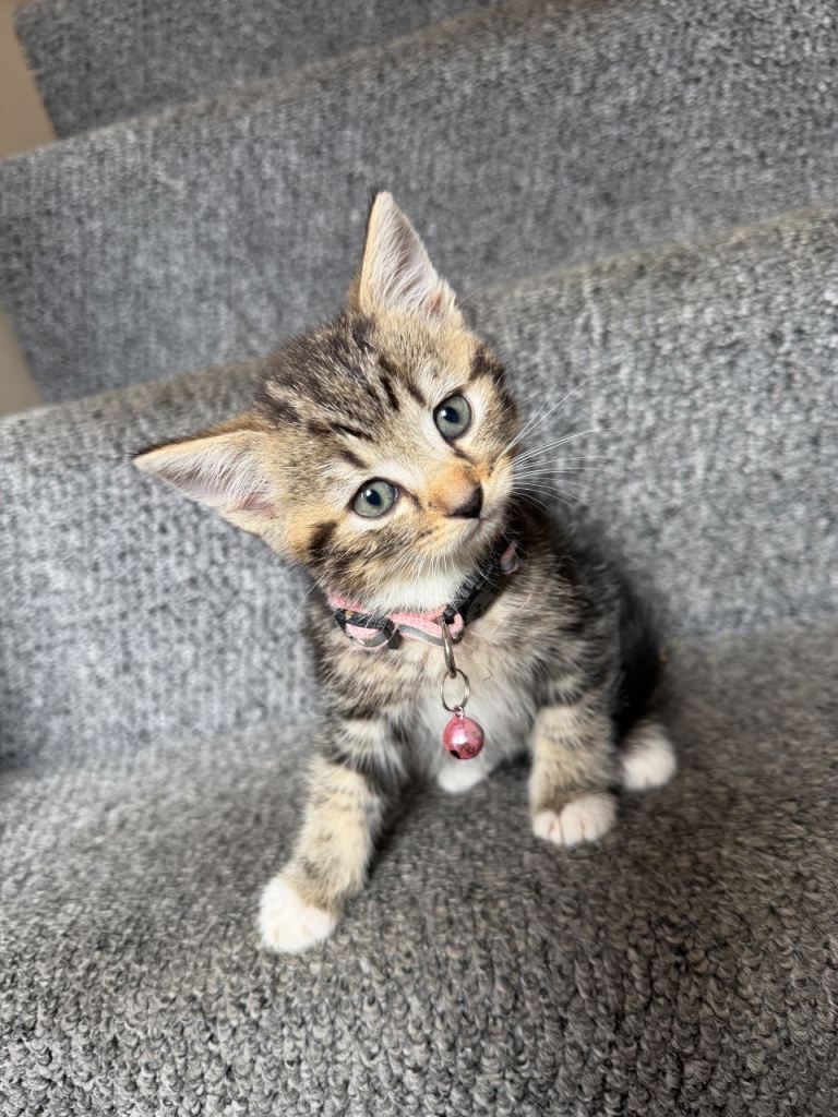 lovely kittens