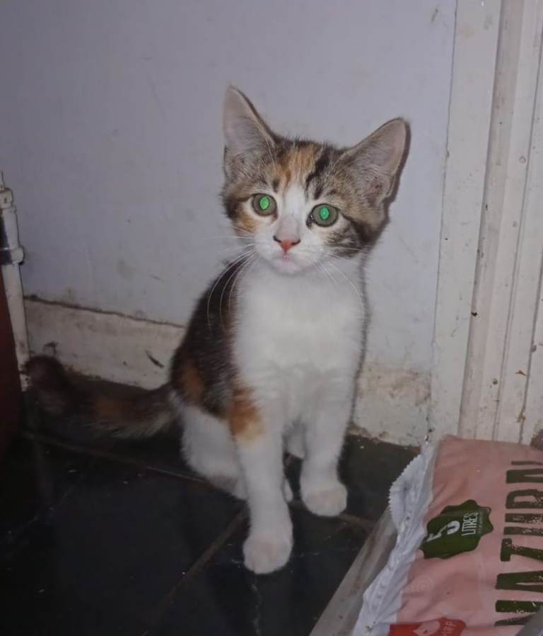 Kittens ready for their new homes