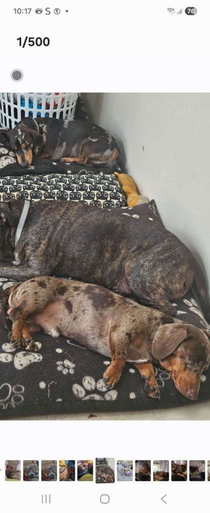 Beautiful male dachshund 