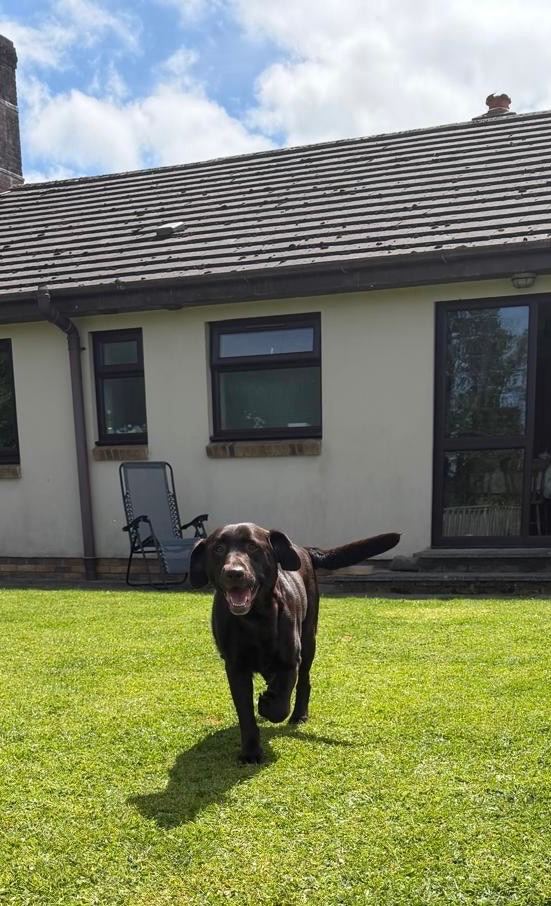 9 Pedigree Black Labrador Retrievers 