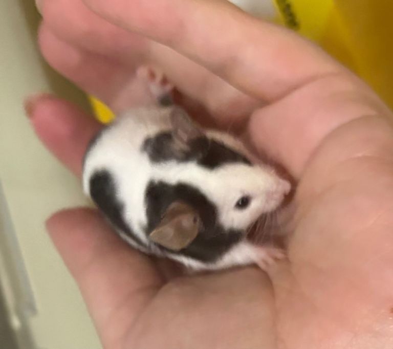 8 week old Black & white fancy male mouse with full set up - comes with everything you need.