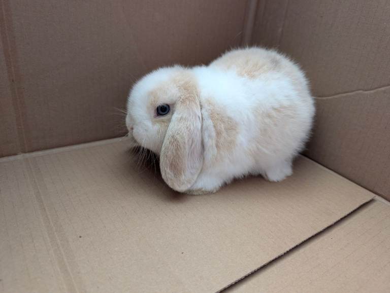 Looking for a loving home for our beautiful blue-eyed Mini Lop sisters