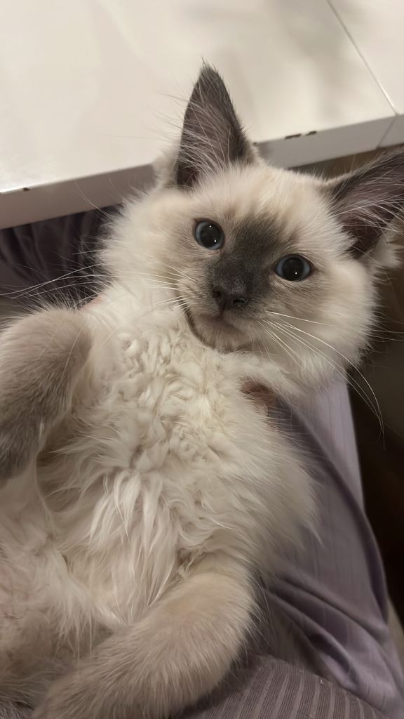 Ragdoll kitten 