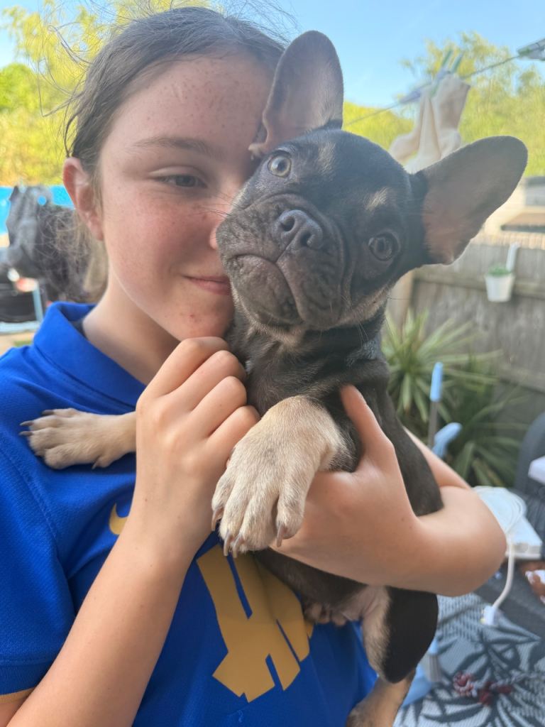 french bulldog puppies 2 boys