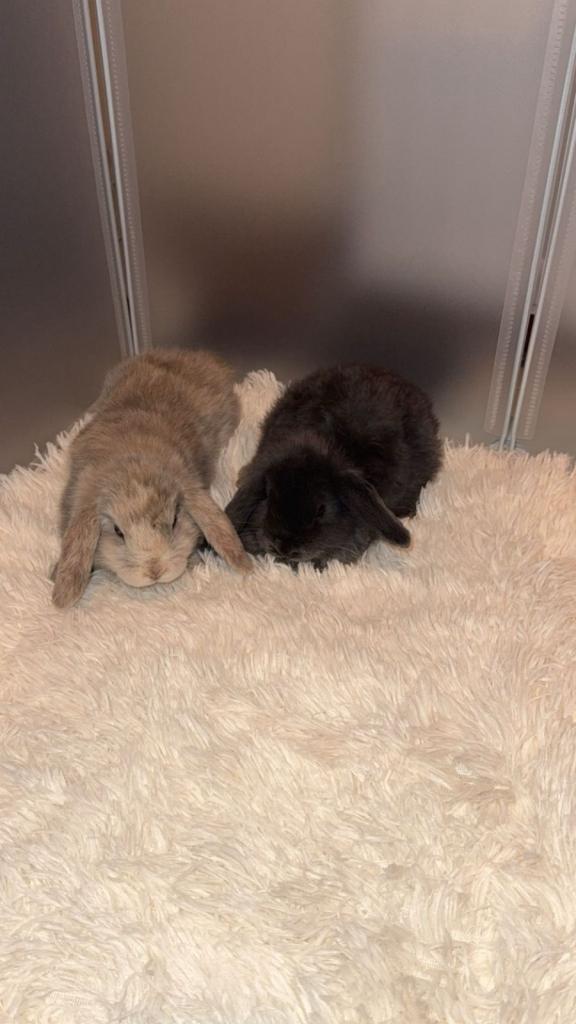 MINI LOP RABBITS FOR SALE - BONDED PAIR