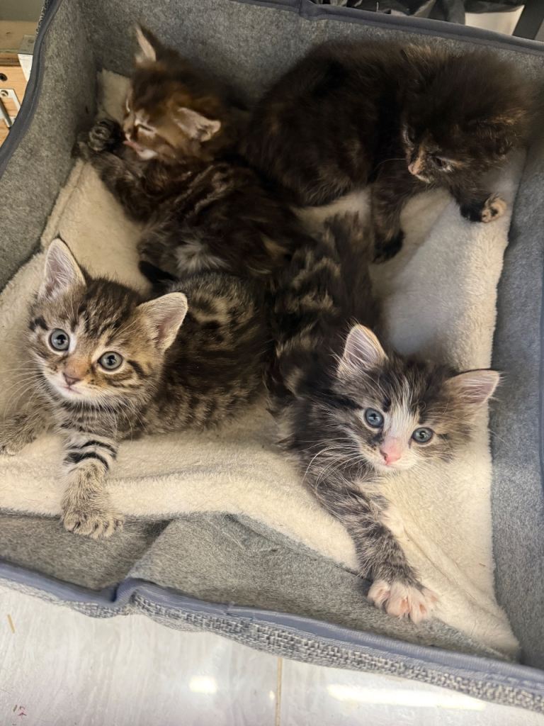 Kittens 
