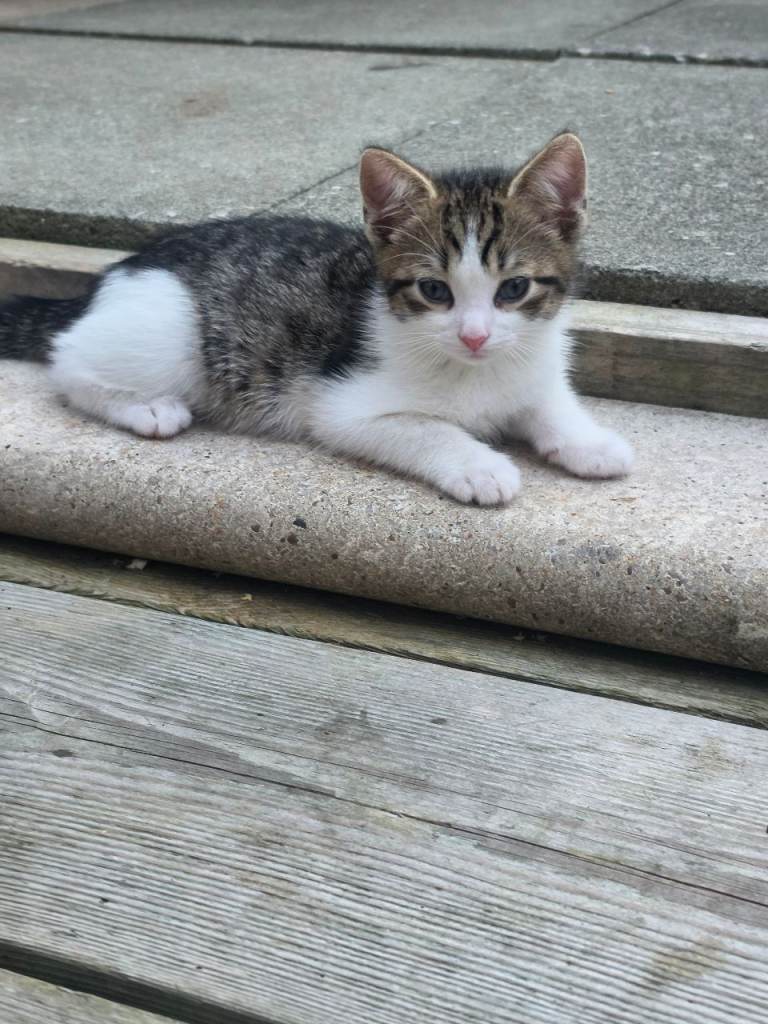 11 week old female kitten tabby mixed breed