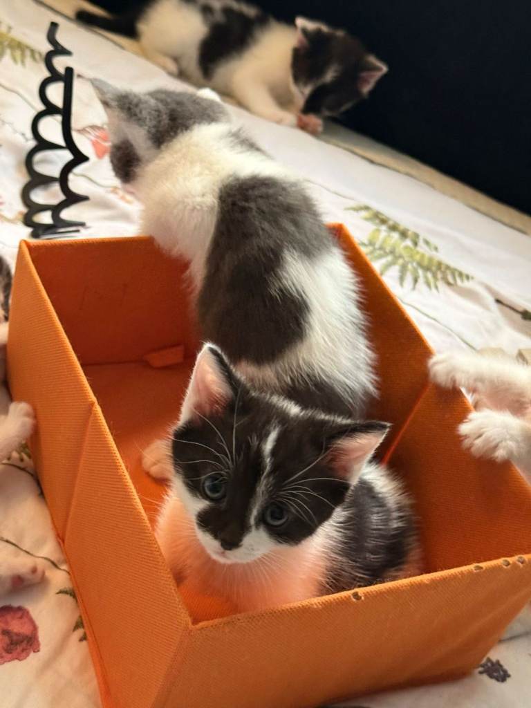 🎄🎀🎁 Update only 3 female left