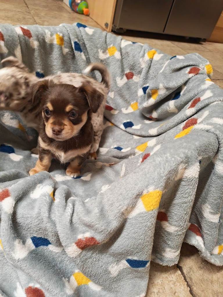 Chihauhua pups