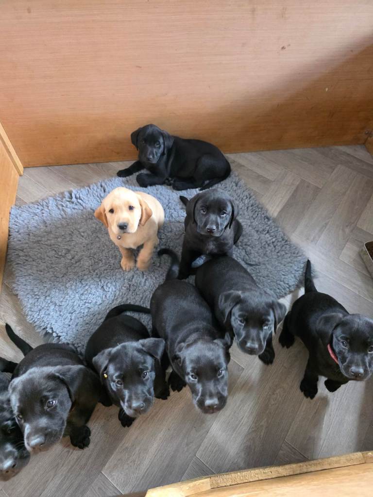 *Last Girl Ready to Leave Tomorrow* KC Labrador Puppies at Home with Mam and Dad