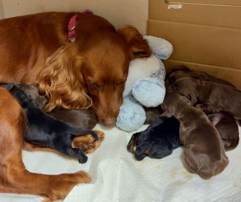 Cocker Spaniel KC Registered Puppies 