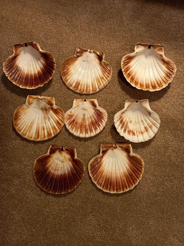 8 scallop shells