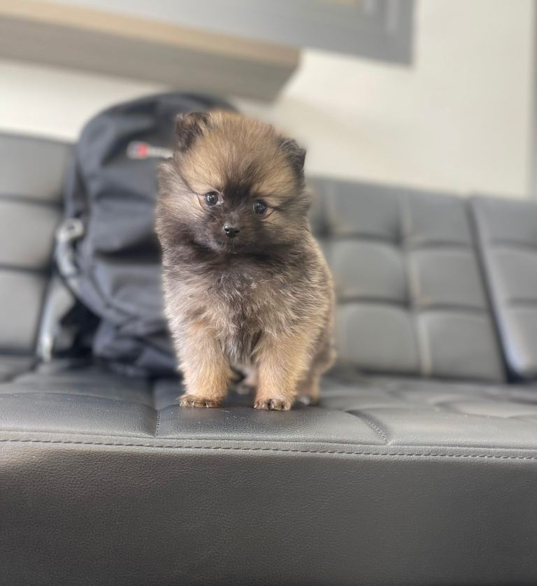 Pomeranian puppy 